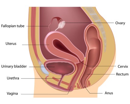 Cervix Conization by OrangeCountySurgeons